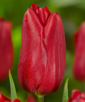 tulipa_05