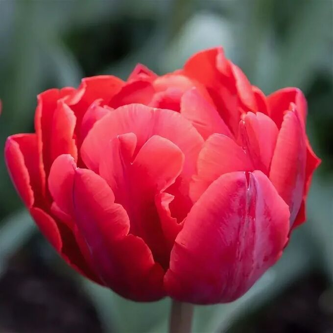 Тюльпан Tulipa Red Princess