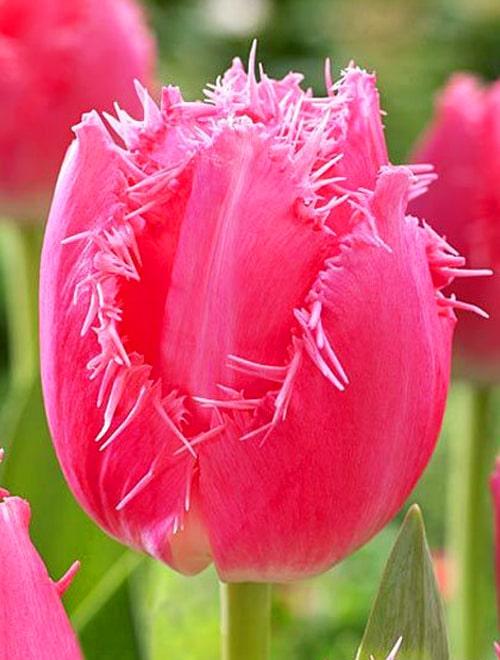 Тюльпан бахромчатый Кашарель