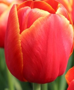Tulip-Verandi